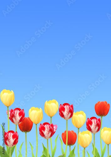 Tulips © frenta