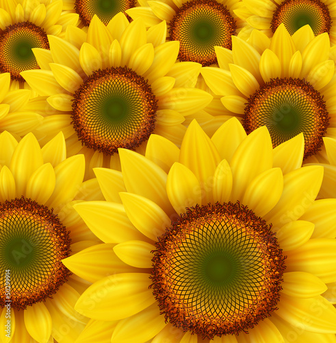 Sunflower field as summer b...
