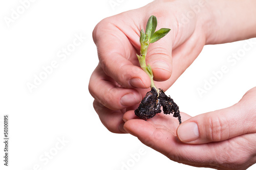 Plant in hands.