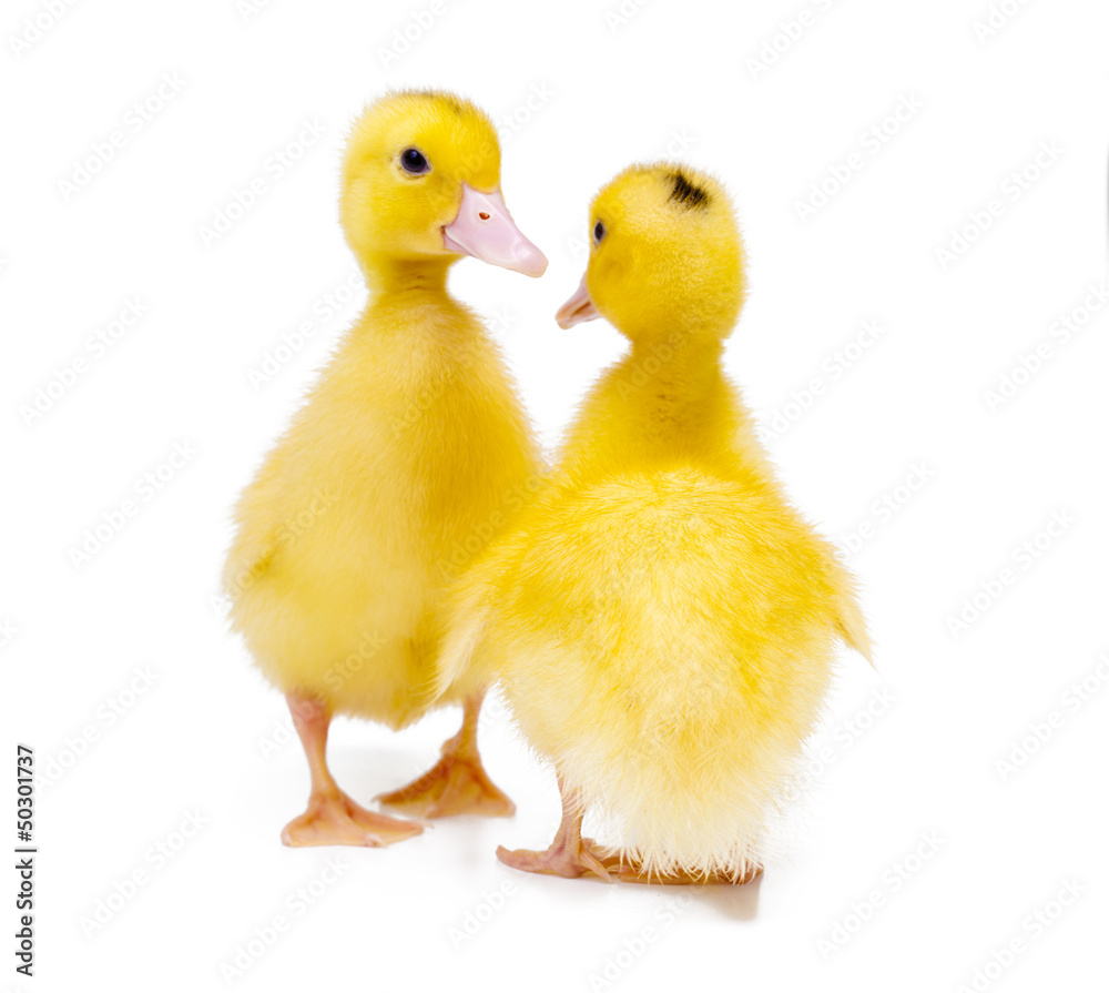 Two little ducks on white background