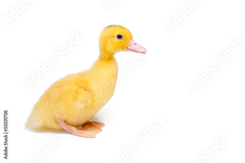 Little duck on white background