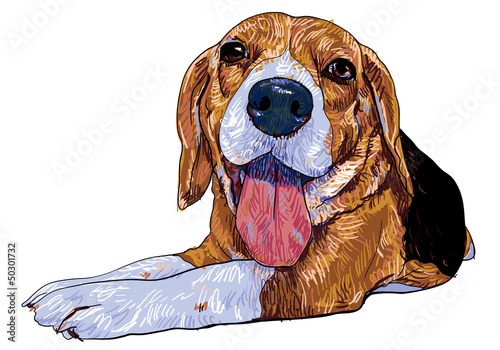 The front view of laying down beagle.