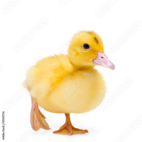 Little duck on white background