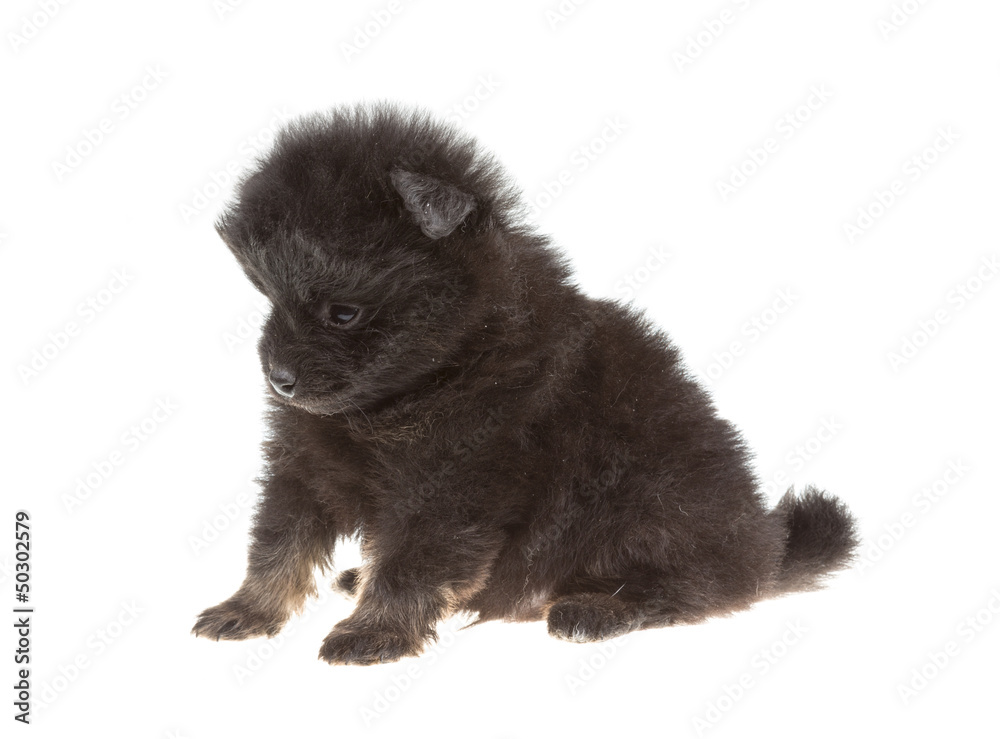 Portrait of pomeranian spitz Portrait of pomeranian spitz