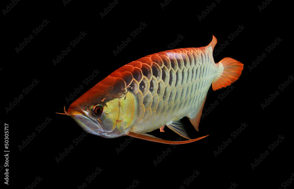 Obraz premium Asian Arowana fish on black background