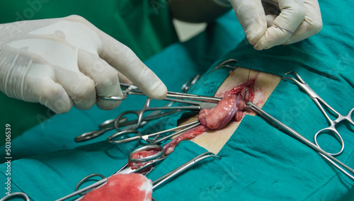 Bilde på lerret Veterinarian sterilization operation on  dog