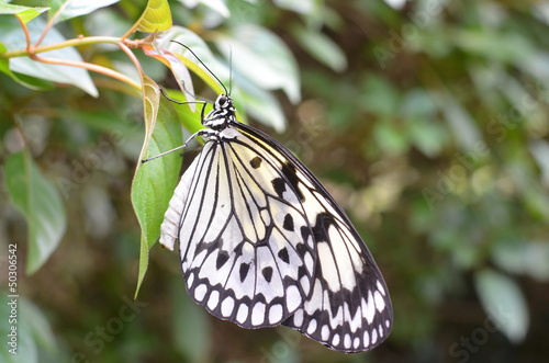 papillon en gros plan photo