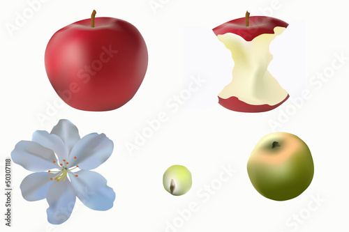 The development of the Apple