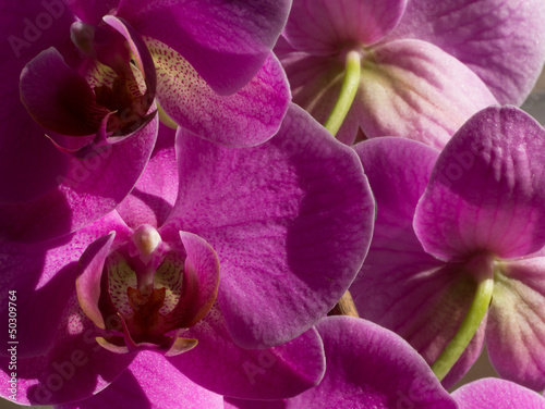 Closeup of purple orchid flowers