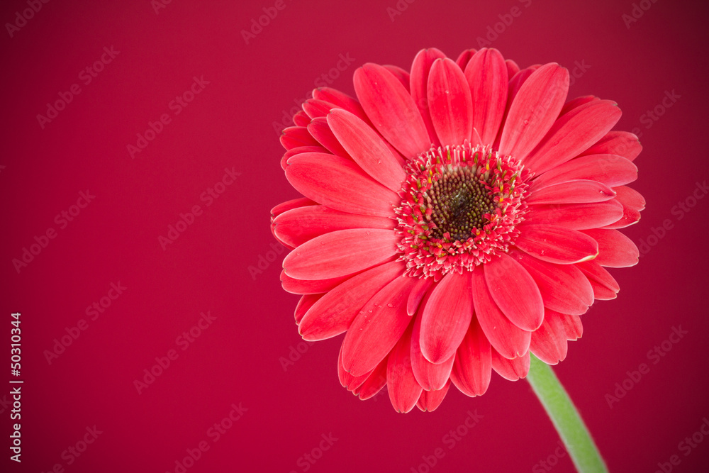 gerbera on red background