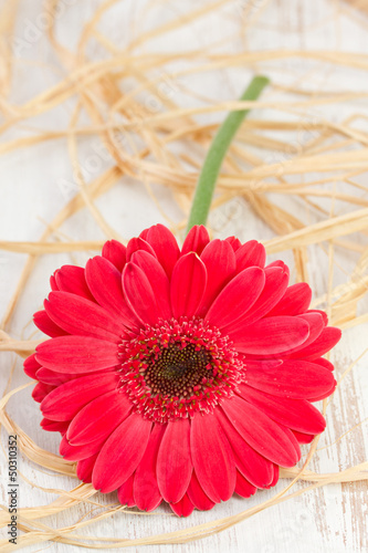 gerbera on the white wooden background