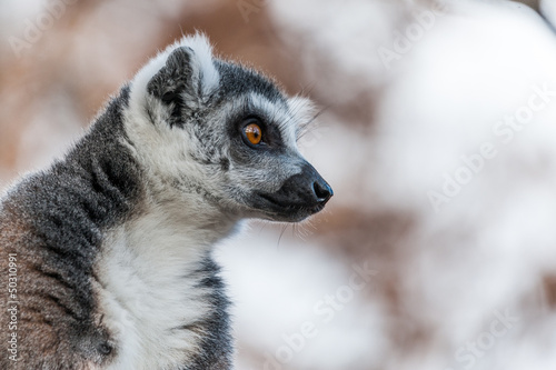 Portrait Maki catta