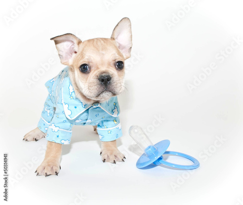 French Bulldog Puppy Wearing Pajamas