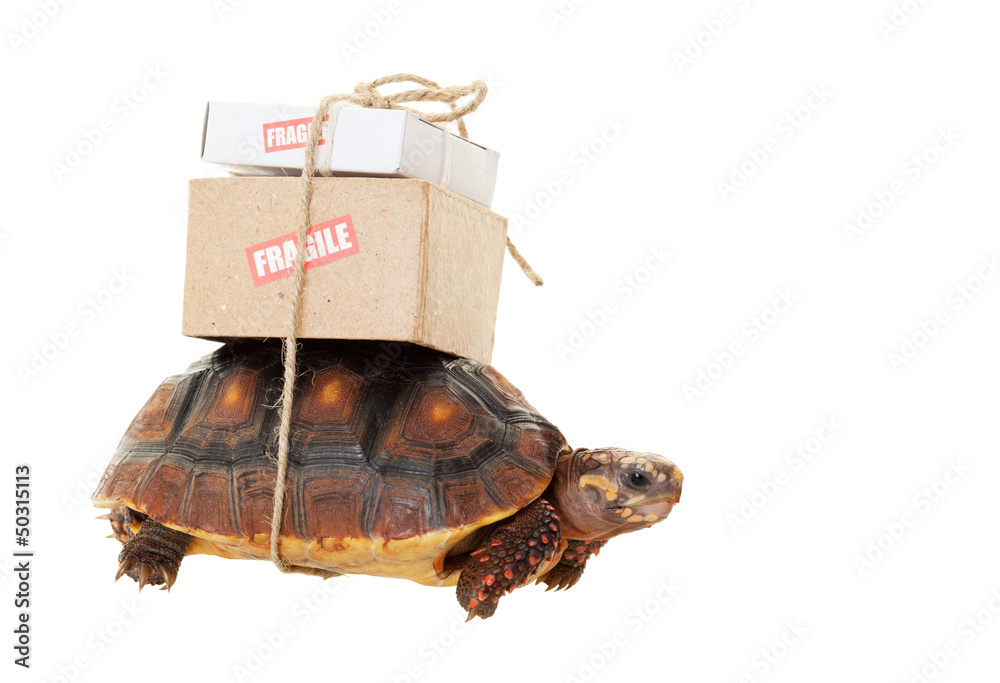 Fototapeta premium Tortoise Slow Mail