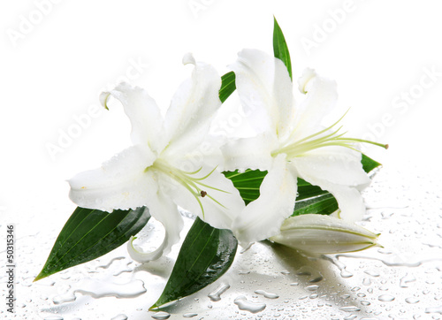 Fototapeta Naklejka Na Ścianę i Meble -  Beautiful lily, isolated on white