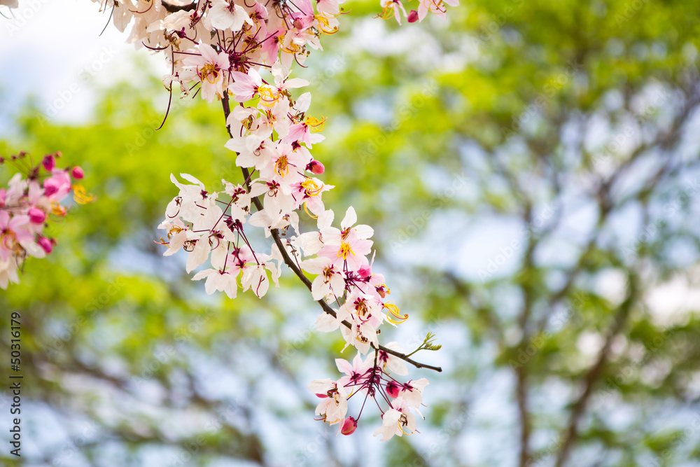 Branch of beautiful pink flower Branch of beautiful pink flower