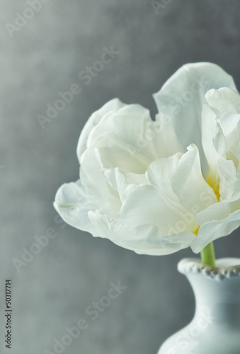 Fototapeta Naklejka Na Ścianę i Meble -  White Tulip