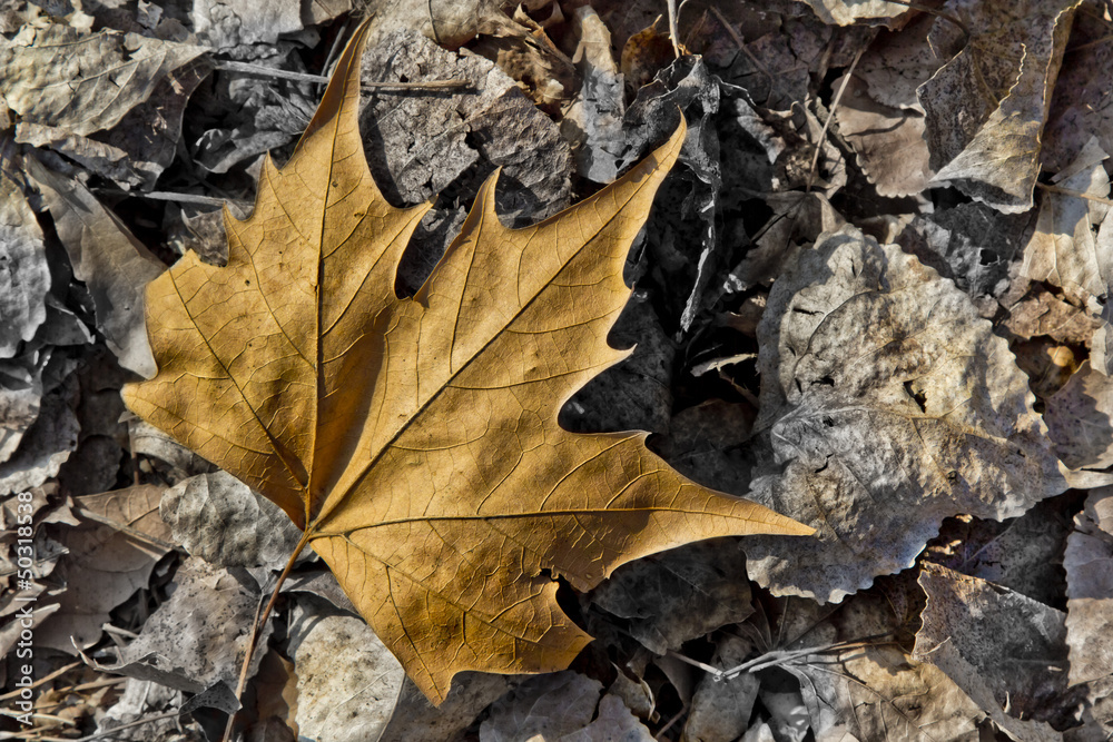 Foglie  d'autunno