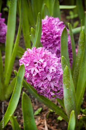 Blooming purple Hyacinth in a garden