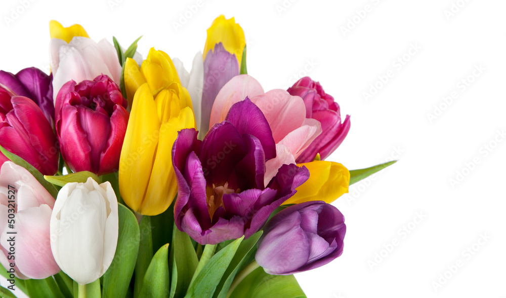 beautiful spring tulips flowers beautiful spring tulips flowers