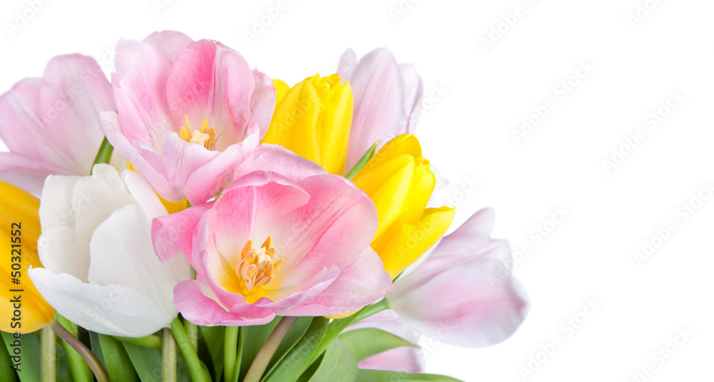 beautiful spring tulips flowers