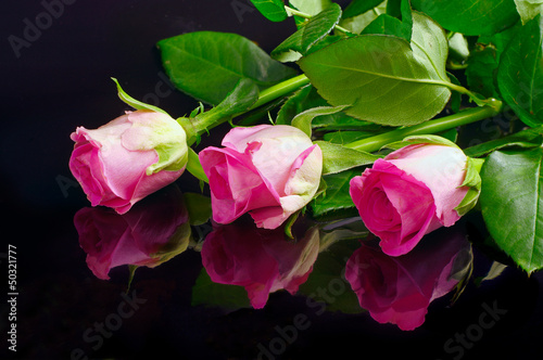 Pink roses with reflection