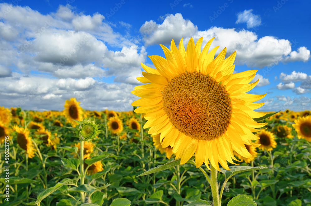 Sunflower on the sunflower field against a blue sky near the Mariupol city before war 2022, Ukraine Sunflower on the sunflower field against a blue sky near the Mariupol city before war 2022, Ukraine