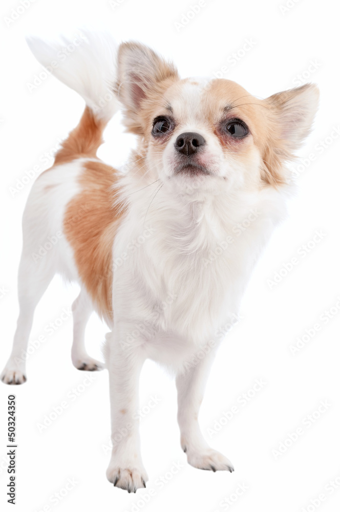 white with red chihuahua dog standing isolated