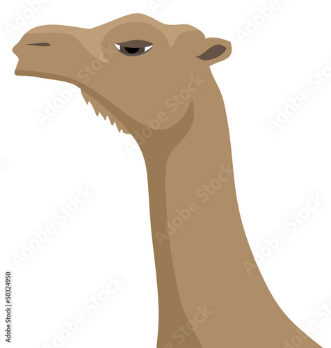 Face camel