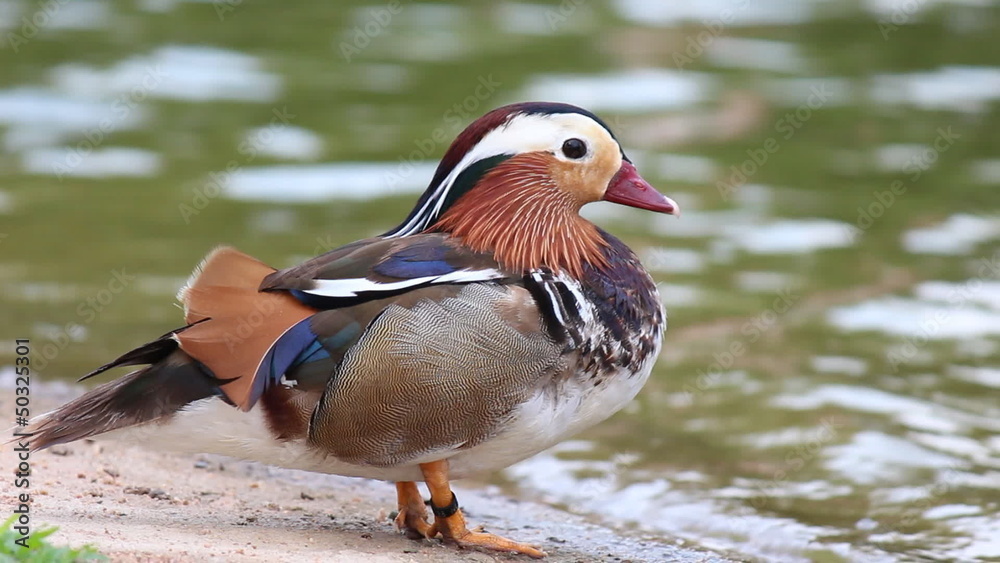 Duck in the farm Duck in the farm