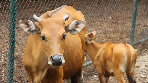 Banteng bull looking