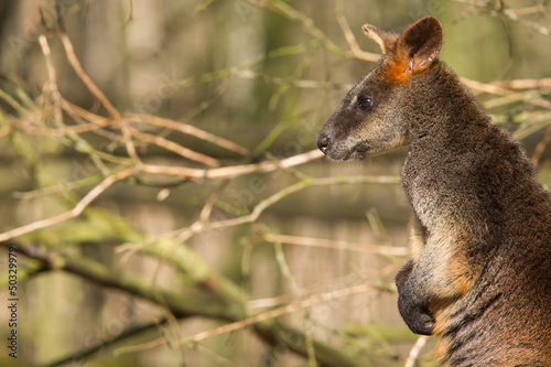 Close-up of a swamp wallaby © michaklootwijk