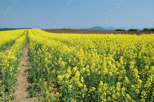 Wallpaper Mural Rape Torontodigital.ca