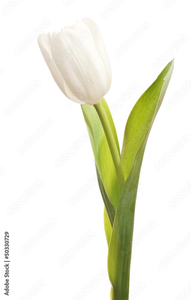 white tulip white tulip