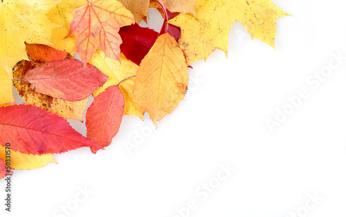 red and yellow autumn leaves frame