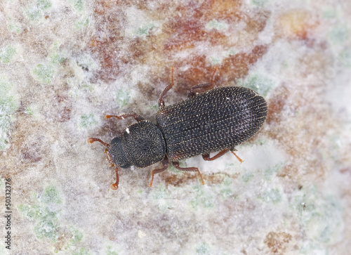 Synchita humeralis on wood  extreme close up