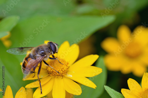 蜜蜂の吸蜜
