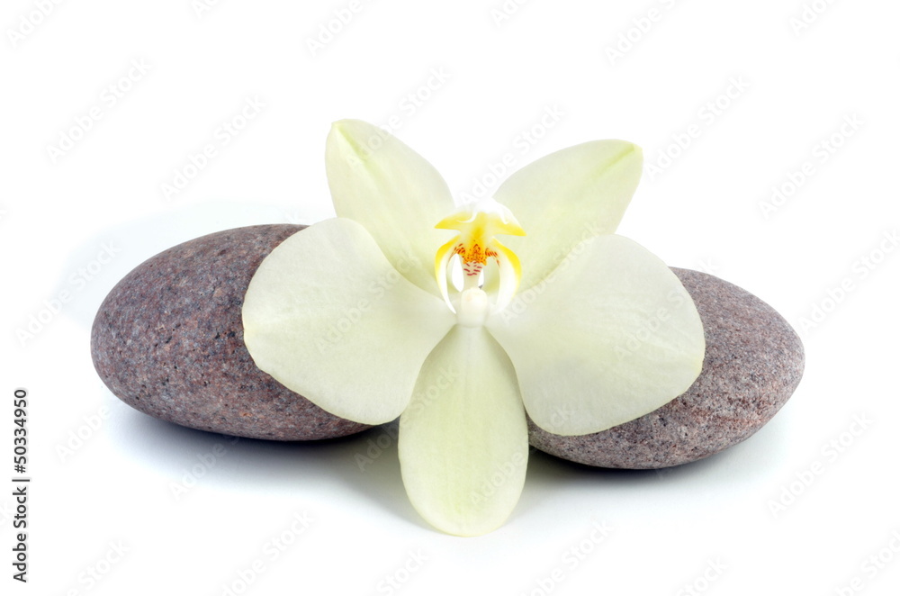 Orchid and stone Orchid and stone