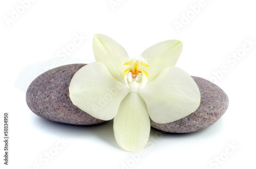 Orchid and stone