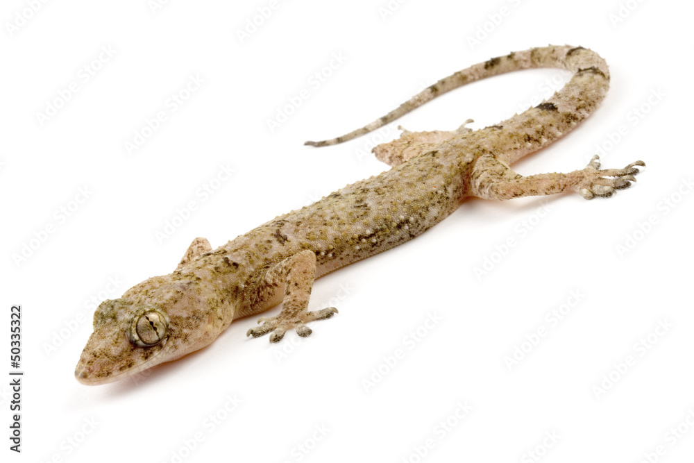 Naklejka premium Gecko blisko