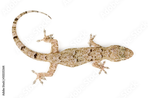 Gecko top view