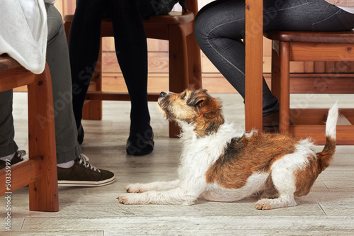 Parson Jack Russell Terrier at home photo