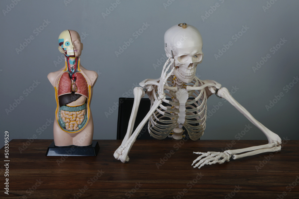 skelett und anatomische figur Stock Photo
