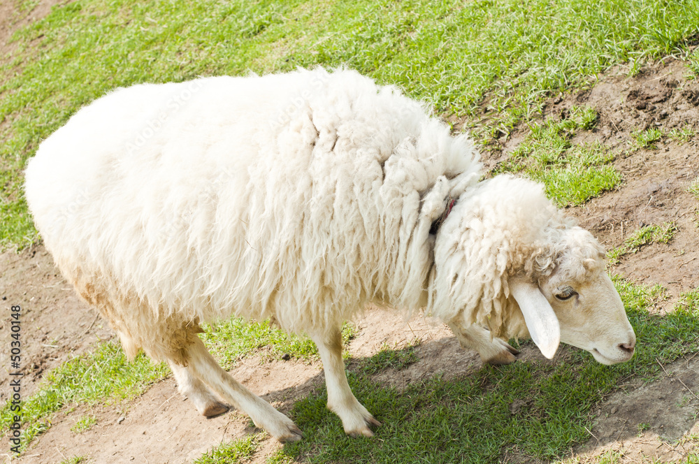 Sheep in farm.