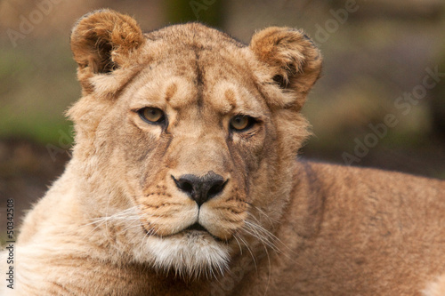 Barbary lioness 6663
