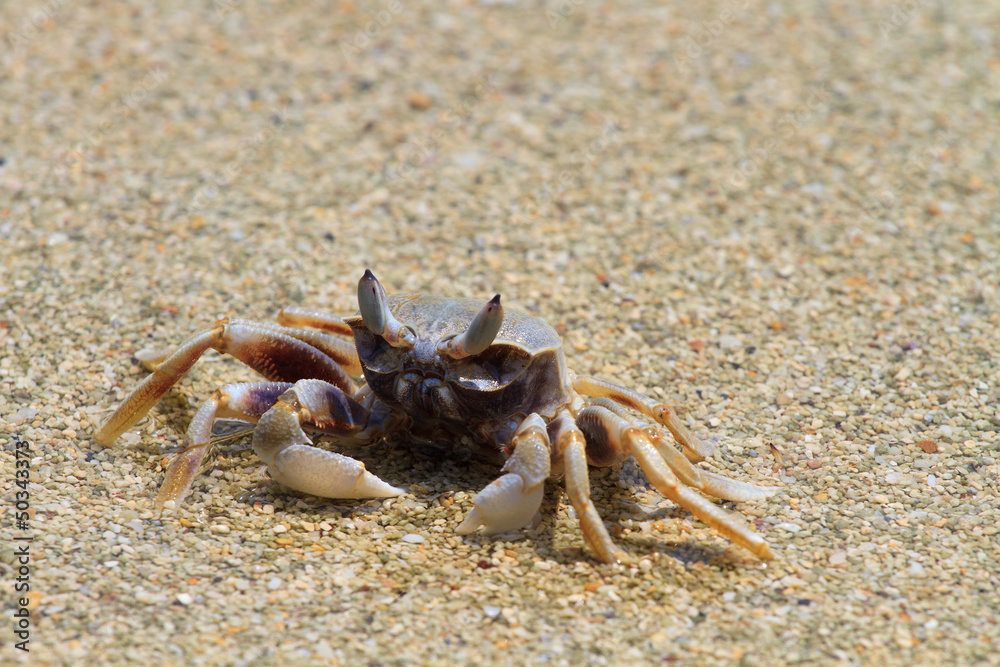 Crab on the beach