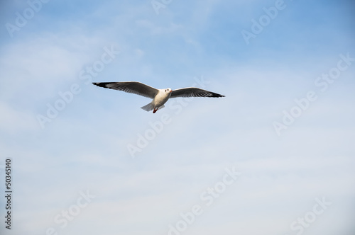 An image of a beautiful seagull in the bright sky