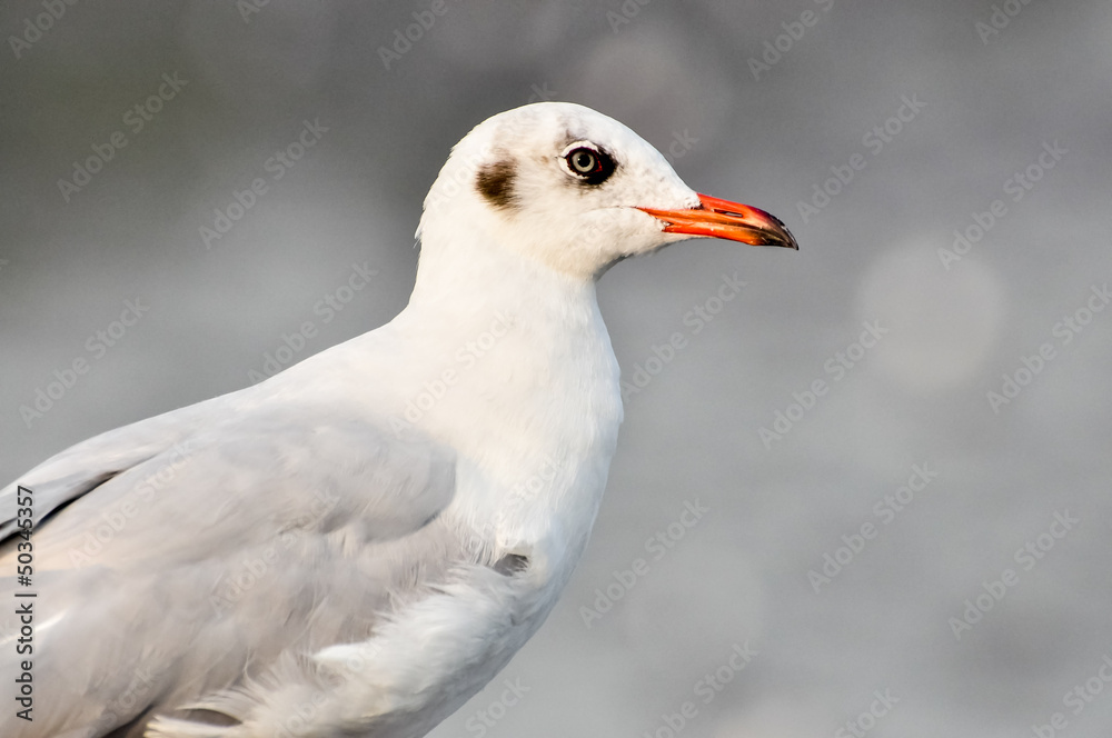 An image of a beautiful seagull in the bright sky An image of a beautiful seagull in the bright sky