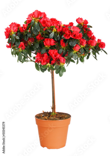 Home plant azalea