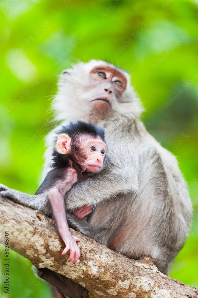 Cub of a monkey with mother on a tree branch